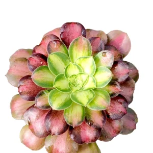 Aeonium 'Shaohua' Succulent Live Plant - Unique Rosette Form - Easy Care - Image 1