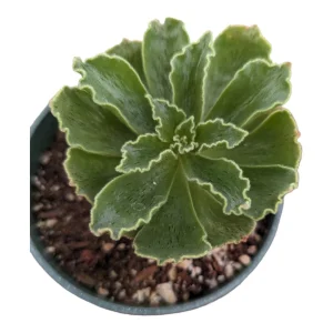 Aeonium Smithii Succulent Live Plant – Unique Striped Foliage – Potted Houseplant - Image 3