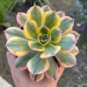 Aeonium Sunburst Live Succulent Plant - Pink Rosettes - 4 inch Pot - Image 1