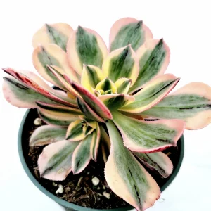 Aeonium 'Sunburst' Succulent Plant – Live Indoor/Outdoor Rosette Plant - Image 2