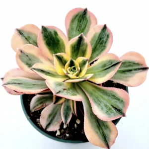Aeonium 'Sunburst' Succulent Plant – Live Indoor/Outdoor Rosette Plant - Image 1