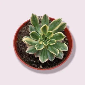 Aeonium Sweet Tea Succulent Live Plant - Drought Tolerant Houseplant - Image 1
