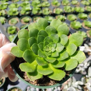 Aeonium Tabuliforme Live Succulent Plant - Disk-Shaped Rosettes, 2-4 Inch - Image 2