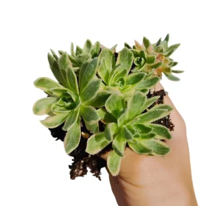 Aeonium Tabuliforme Succulent Live Plant - Green Rosette 2 Inch Pot - Image 1