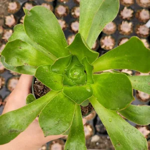 Aeonium undulatum Live Succulent Plant - Stalked Aeonium Easy Care - Image 2