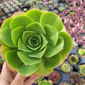 Aeonium urbicum ‘Salad Bowl’ Succulent Live Plant - Easy Care, Green & Red - Image 2