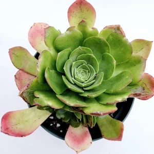 Aeonium urbicum ‘Salad Bowl’ Succulent Live Plant - Easy Care, Green & Red - Image 6