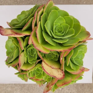 Aeonium urbicum ‘Salad Bowl’ Succulent Live Plant - Easy Care, Green & Red - Image 8