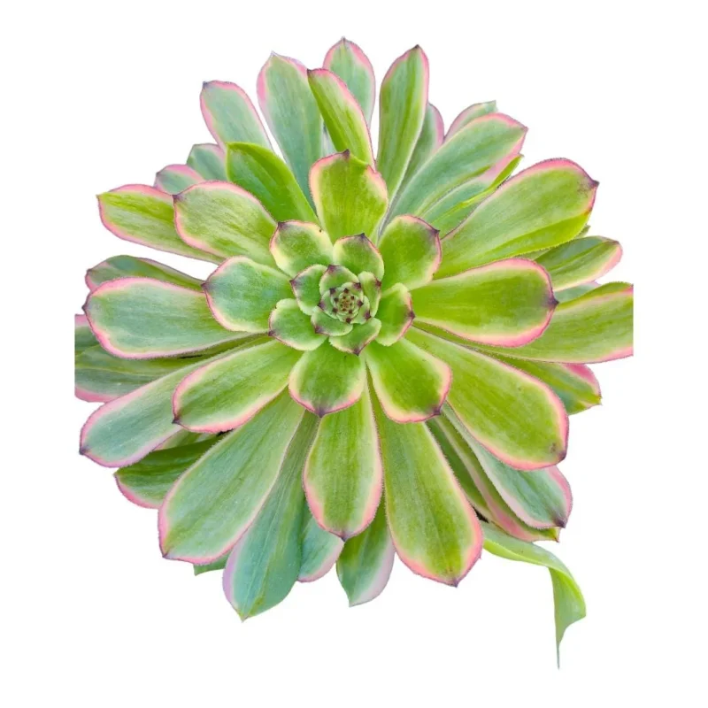 Aeonium 'Venus' Variegata Succulent Plant - Easy Care Houseplant