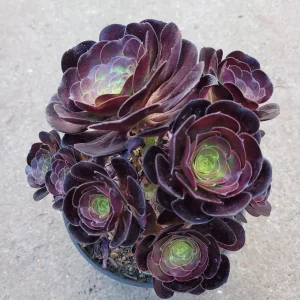 Aeonium 'Voodoo' - Giant Red Succulent Live Plant - Vibrant Foliage - Image 10