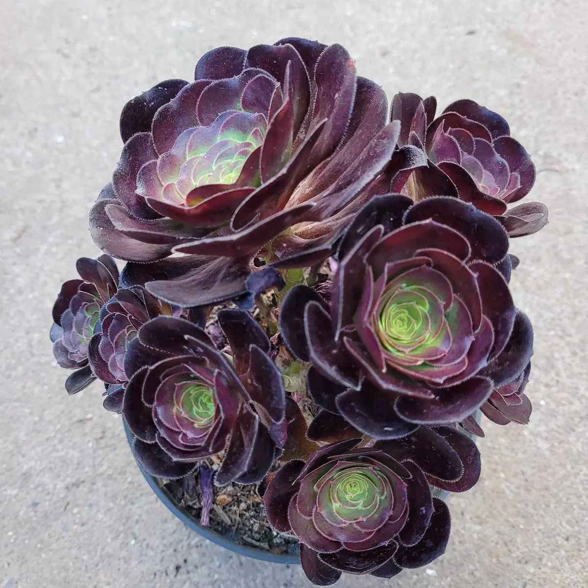 Aeonium 'Voodoo' - Giant Red Succulent Live Plant - Vibrant Foliage - Image 10