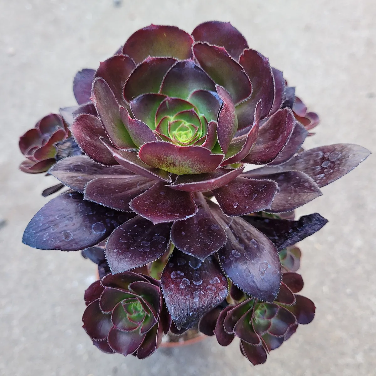 Aeonium 'Voodoo' - Giant Red Succulent Live Plant - Vibrant Foliage - Image 7