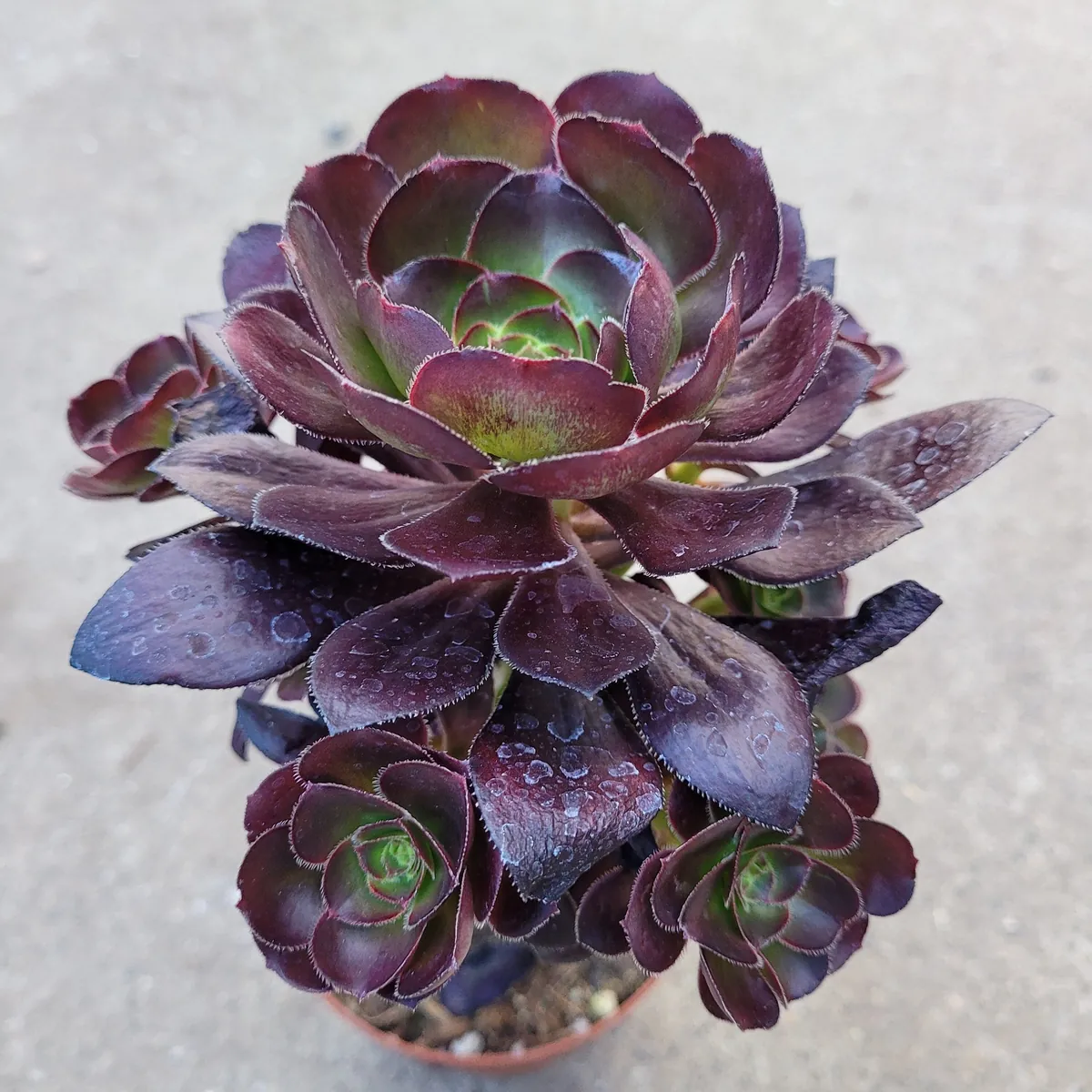 Aeonium 'Voodoo' - Giant Red Succulent Live Plant - Vibrant Foliage - Image 8