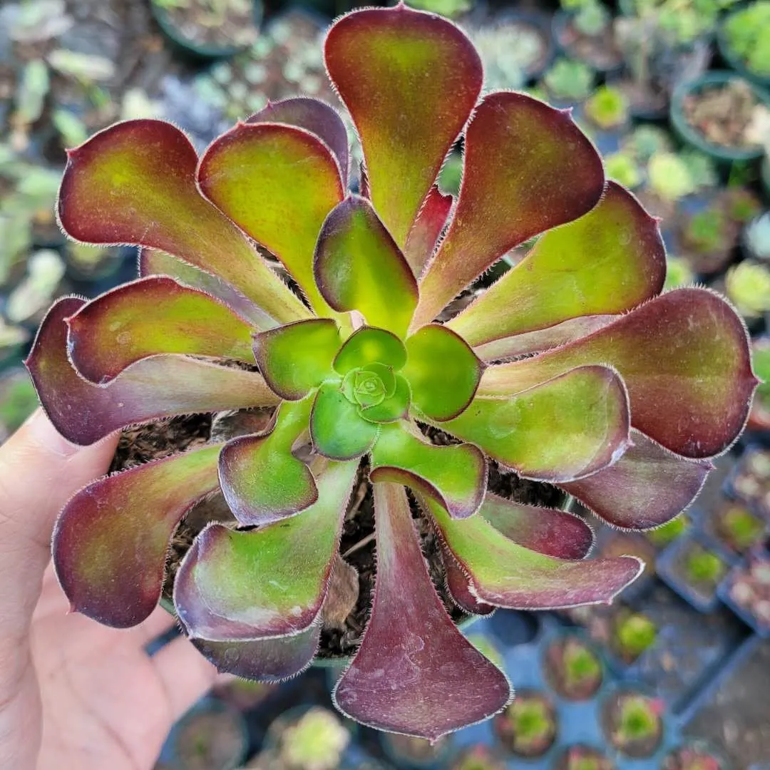 Aeonium 'Voodoo' - Giant Red Succulent Live Plant - Vibrant Foliage - Image 1