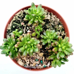 Aeonium x loartei Succulent Live Plant - Drought-Tolerant Houseplant - Image 2