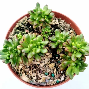 Aeonium x loartei Succulent Live Plant - Drought-Tolerant Houseplant - Image 3
