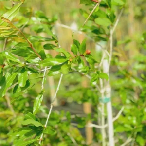 Afganski Russian Pomegranate Tree Starter Plant - Punica granatum 'Afganski' - Cold Hardy - Image 3