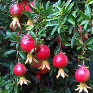Afganski Russian Pomegranate Tree Starter Plant - Punica granatum 'Afganski' - Cold Hardy - Image 6