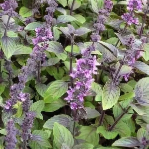 African Blue Basil Live Plant – Hardy Perennial Herb in 4 Inch Pot - Image 1