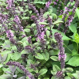African Blue Basil Live Plant – Hardy Perennial Herb in 4 Inch Pot - Image 2