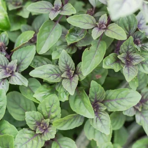 African Blue Basil Live Plant – Hardy Perennial Herb in 4 Inch Pot - Image 3