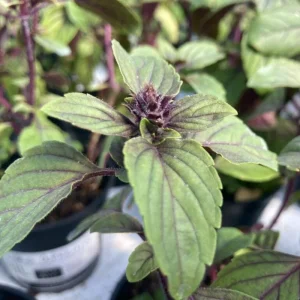 African Blue Basil Live Plant – Hardy Perennial Herb in 4 Inch Pot - Image 4