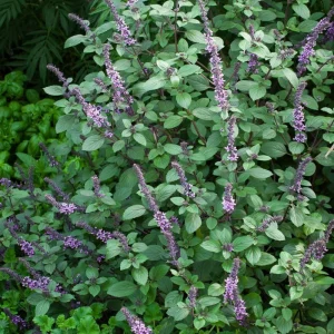 African Blue Basil Live Plant – Hardy Perennial Herb in 4 Inch Pot - Image 5