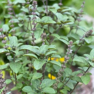 African Blue Basil Live Plant – Hardy Perennial Herb in 4 Inch Pot - Image 6