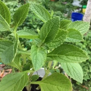 African Potato Mint Live Plant - 3 Plants in Cup, 5-8