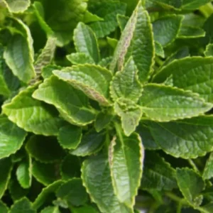 African Potato Mint Live Plant - Set of 3 Aromatic Herb Starter Plants, 5-8