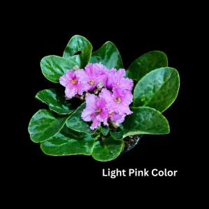African Violet Live Plant - 4 inch Grow Pot - Indoor Flowering Plant - White, Pink, Violet - Image 2