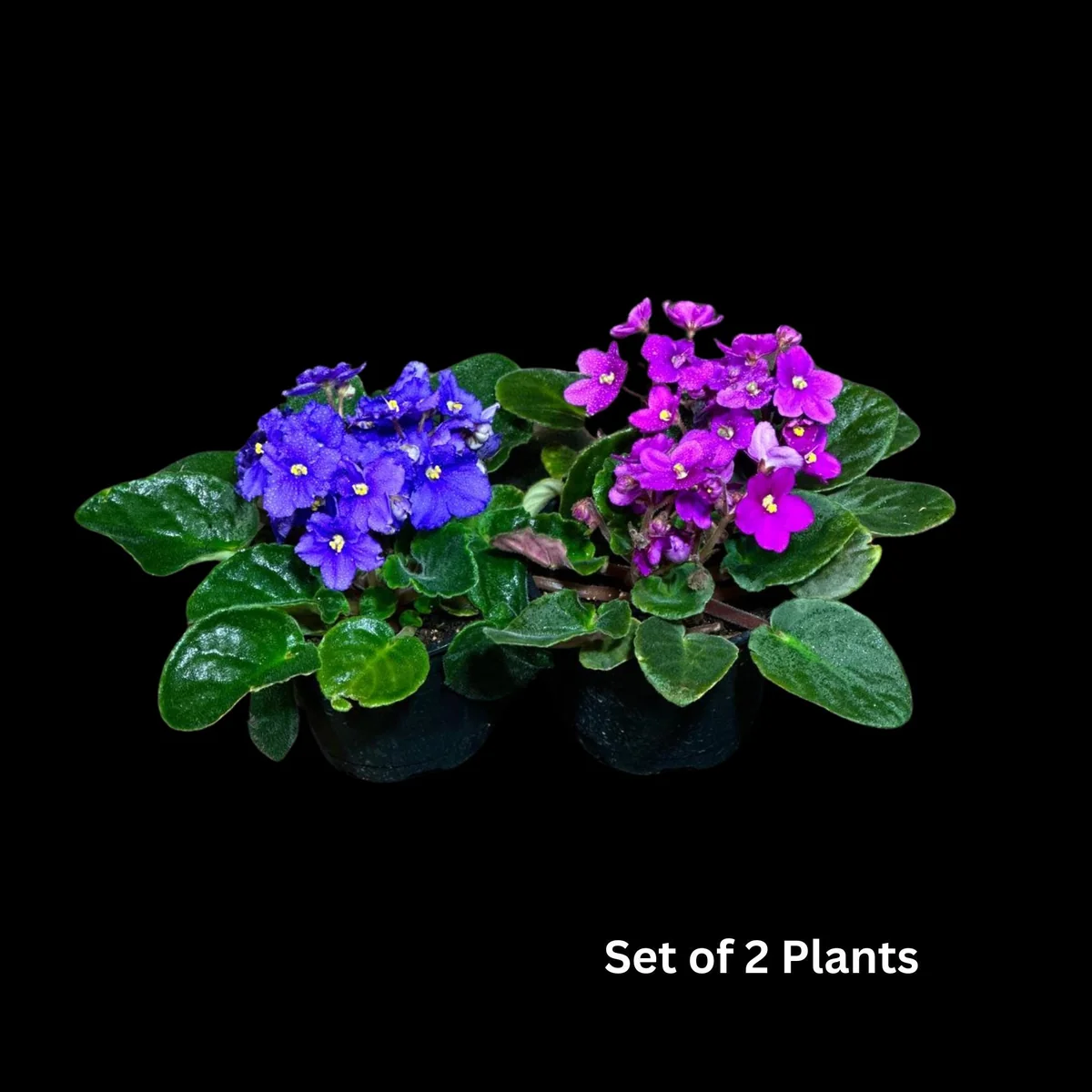 African Violet Live Plant - 4 inch Grow Pot - Indoor Flowering Plant - White, Pink, Violet - Image 3