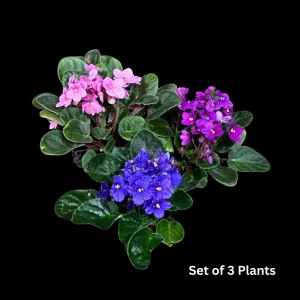 African Violet Live Plant - 4 inch Grow Pot - Indoor Flowering Plant - White, Pink, Violet - Image 1