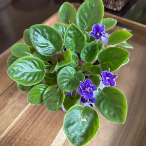 African Violet Live Plant - Blue Blooms, 4" Pot - Indoor Houseplant - Image 2
