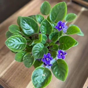 African Violet Live Plant - Blue Blooms, 4" Pot - Indoor Houseplant - Image 1