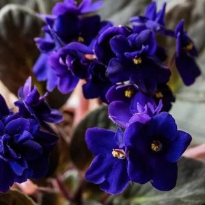 African Violet Live Plant - Dark Blue Flower, 4 Inch Pot, Indoor Houseplant - Image 4