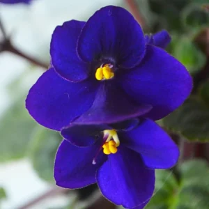African Violet Live Plant - Dark Blue Flower, 4 Inch Pot, Indoor Houseplant - Image 5