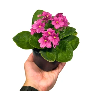 African Violet Live Plant – Hot Pink – 4 Inch Pot – Indoor Flowering Gift - Image 2