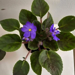 African Violet Live Plant, Light Blue Flower, 4 Inch Pot, Indoor Houseplant - Image 2