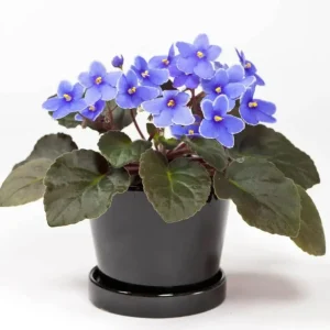 African Violet Live Plant, Light Blue Flower, 4 Inch Pot, Indoor Houseplant - Image 3