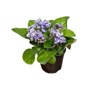 African Violet Live Plant - Light Purple - Blooming Indoor Flowering Plant in 4 Inch Pot - Image 5