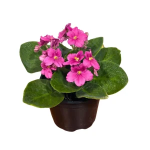 African Violet Live Plant - Magenta Blooming Indoor Flower in 4 Inch Pot - Image 2