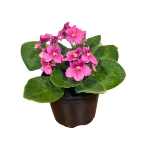 African Violet Live Plant - Magenta Blooming Indoor Flower in 4 Inch Pot - Image 4