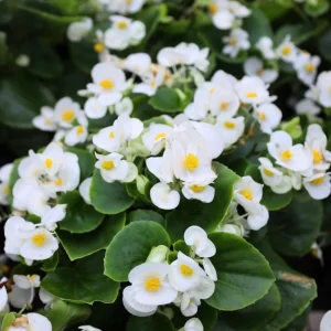 African Violet Live Plant – White Flower Houseplant – 4 Inch Pot – Indoor - Image 1