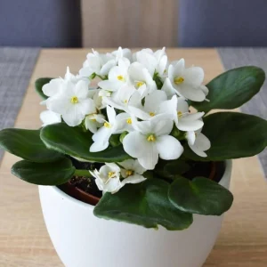African Violet Live Plant – White Flower Houseplant – 4 Inch Pot – Indoor - Image 4