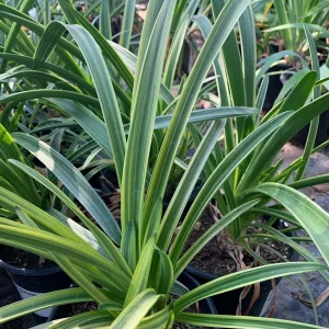 Agapanthus 'Little White Bird' Live Plant – 1 Gallon Pot – White Flowers - Image 2