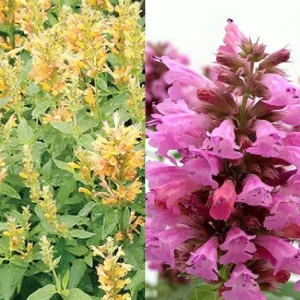 Agastache Hummingbird Mint Live Plant - Hyssop Perennial Starter - Image 10