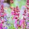 Agastache Hummingbird Mint Live Plant - Hyssop Perennial Starter - Image 1
