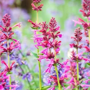 Agastache Hummingbird Mint Live Plant - Hyssop Perennial Starter - Image 1