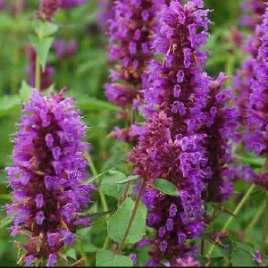 Agastache Hummingbird Mint Live Plant - Hyssop Perennial Starter - Image 4